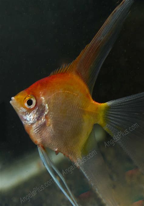 Angelfish Breeding Pair #2304 for sale – Angels Plus