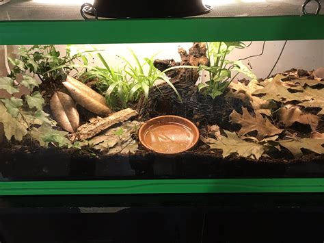 My bio active enclosure for a baby corn snake : r/snakes