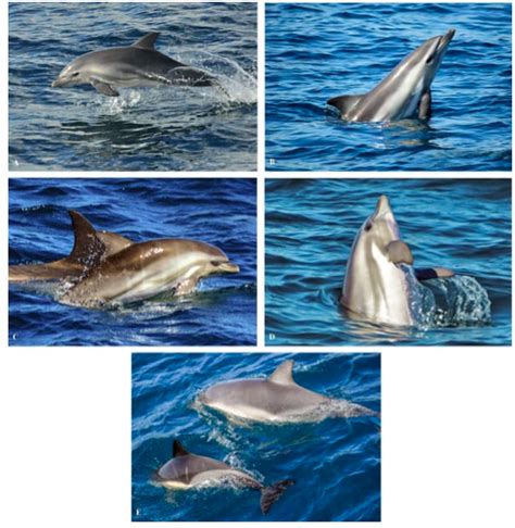 Apr 26 - First Ever Hybrid Dolphin Discovered In Gibraltar - Your Gibraltar TV (YGTV)