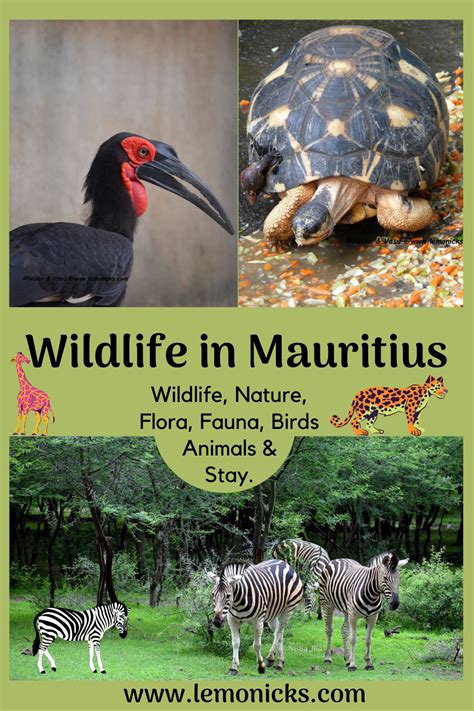 Wildlife in Mauritius | wildlife nature | mauritius | lemonicks