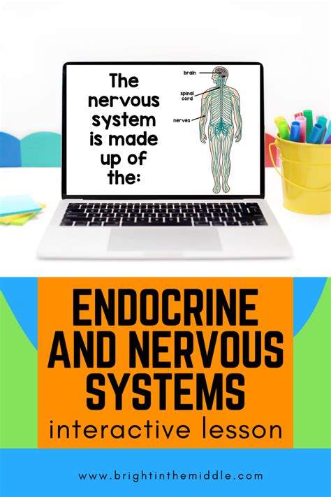 5 WOW Factor Ideas to Teach the Endocrine and Nervous System ...