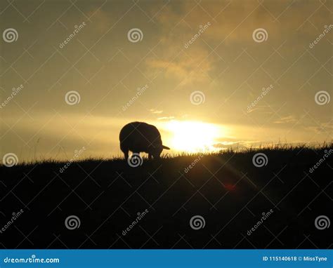 Sheep Grazing on a Dune in Front of the Sunset Stock Photo - Image of ...