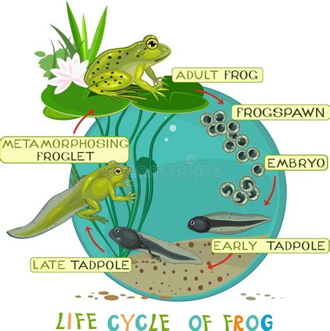 Life cycle of frog stock vector. Illustration of life - 59589478