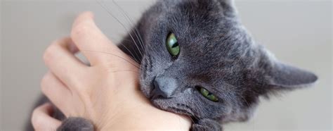 How to Stop Your Cat From Biting | Hartz