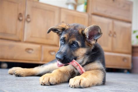 How Much To Feed A German Shepherd Puppy: An Easy To Follow Guide - Shepherd Sense