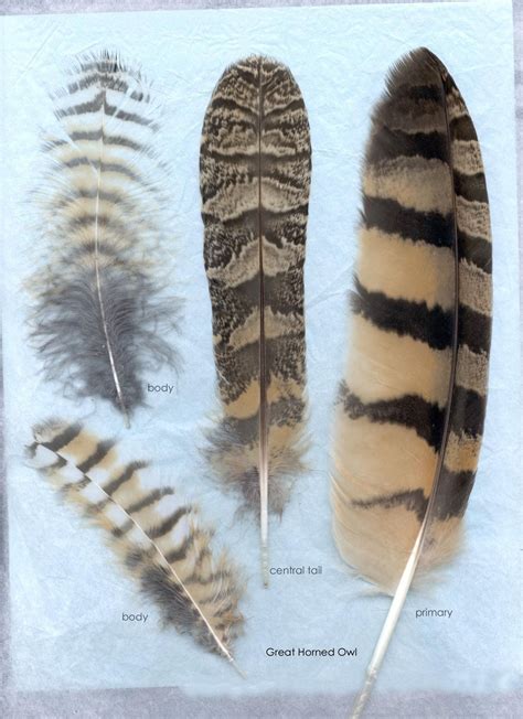 Goody Palmer | Owl feather tattoos, Owl feather, Feather identification