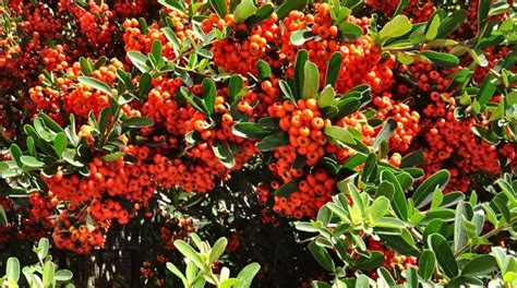 Fire thorn, Pyracantha - planting, pruning, and care