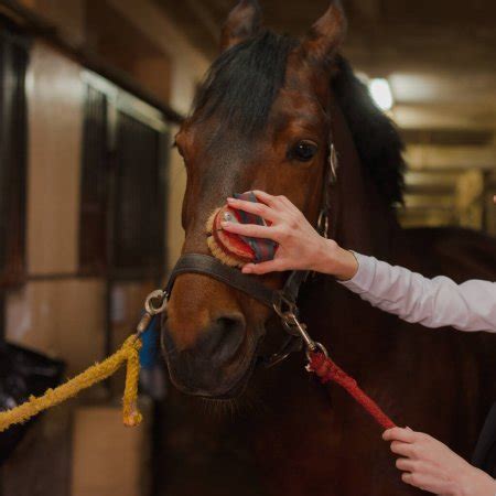 Top 15 Best Horse Grooming Brushes 2021: The 7 Different Types of Brushes? - Timeline Pets