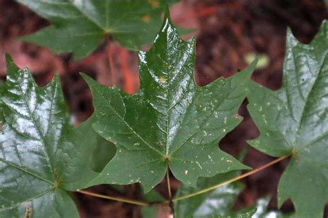 Florida Maple Tree - Footsteps in the Forest