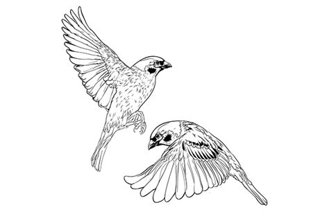 Flying Sparrows on Behance