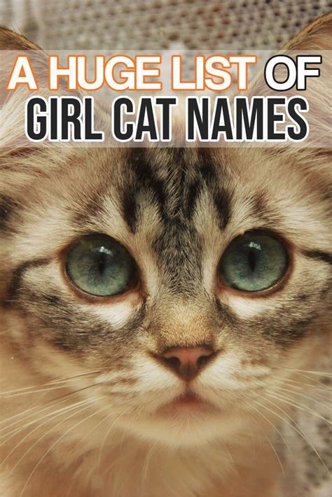 Kitten Names Girl, Grey Cat Names, Tabby Cat Names, Dog Names, Names For Girl Cats, Funny Cat ...