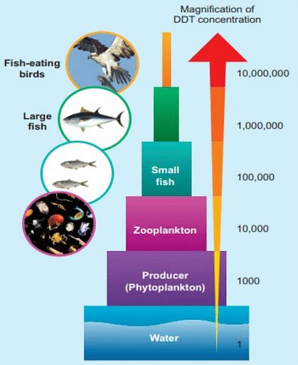 Bioaccumulation Diagram