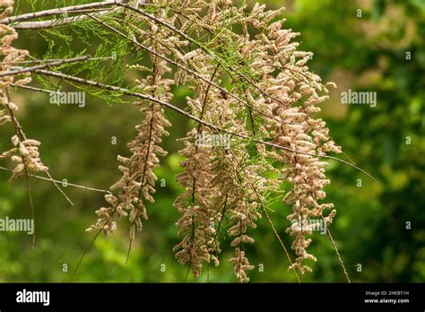 Tamarisk tree manna hi-res stock photography and images - Alamy