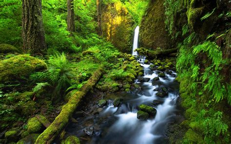 Download Greenery Moss Tree Forest Nature Waterfall 4k Ultra HD Wallpaper