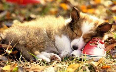 Corgi Wallpapers - Wallpaper Cave