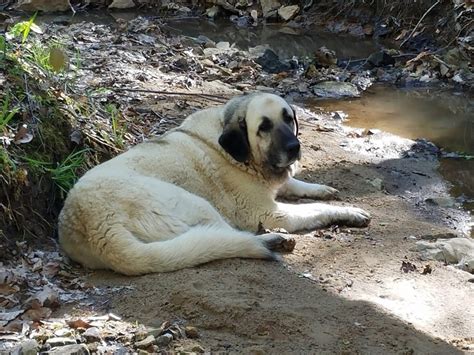 Anatolian Shepherd/Great Pyrenees Cross Make Great Livestock Guard Dogs | PetHelpful