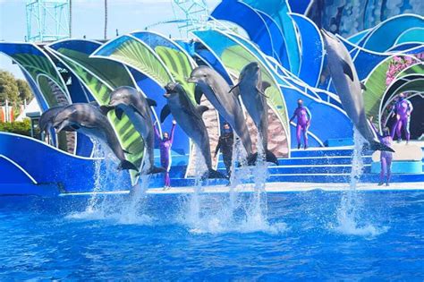 Best SeaWorld San Diego Shows and Attractions