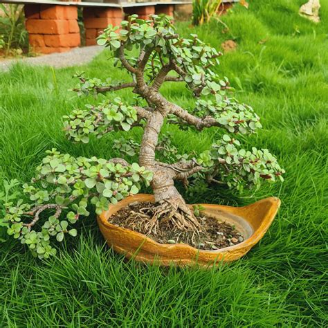 Table Kaamini Bonsai | Bonsai for gifting | Flowering Bonsai | Exotic ...