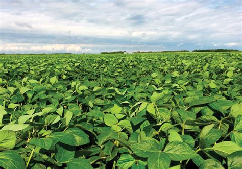 Know the soybean varieties you're planting - Manitoba Co-operator