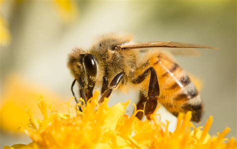 5 Amazing Facts About Honey Bees - Old World Garden Farms