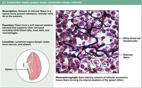 Tissue: The Living Fabric | Loose connective tissue, Reticular connective tissue, Tissue