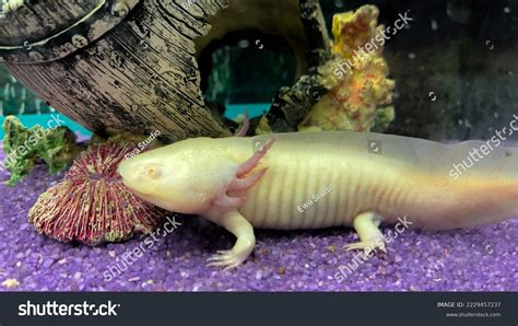 Axolotl Mexican Underwater Walking Fish Salamander Stock Photo ...