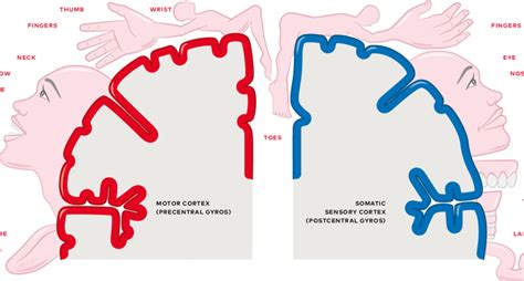 The somatosensory homunculus and the motor homunculus. | Download Scientific Diagram