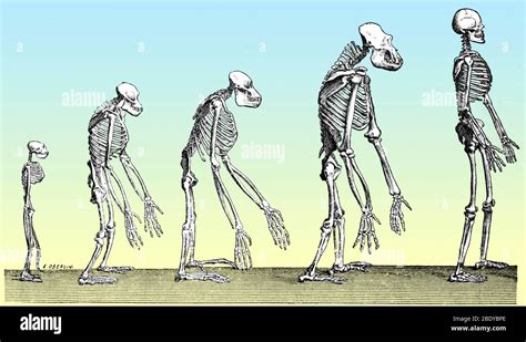 Human Evolution Chart High Resolution Stock Photography and Images - Alamy