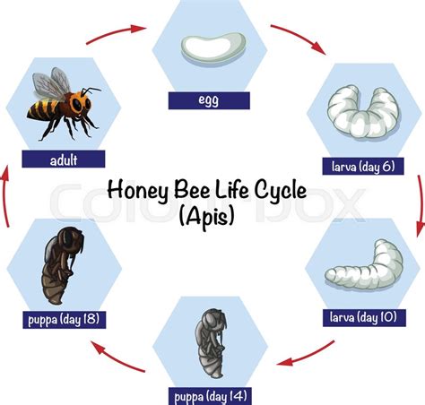 Honey Bee Life Cycle | ubicaciondepersonas.cdmx.gob.mx