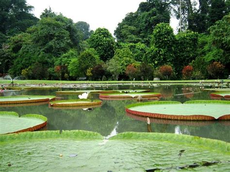 Bogor Botanical Garden Indonesia in 2019 | Botanical gardens, Orchid house, In the tree