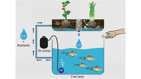 Aquaponics Fish Tank Design: Basic Plans, Growing Conditions & Media