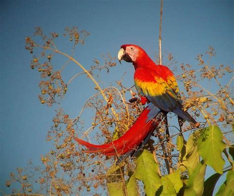 What are the Top Ten Birds of Costa Rica? – BirdingFieldGuides Blog