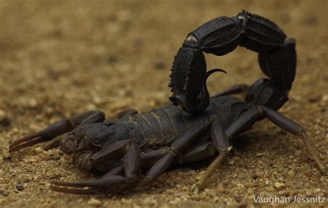 Scorpion venom: Liquid gold - Africa Geographic