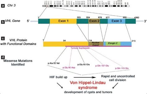 Von Hippel-Lindau (VHL) gene and protein structure. (a) The VHL gene on ...