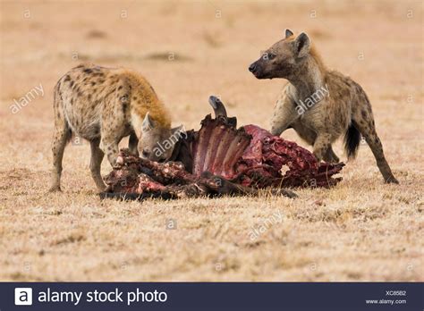 Hyena With Prey Stock Photos & Hyena With Prey Stock Images - Alamy