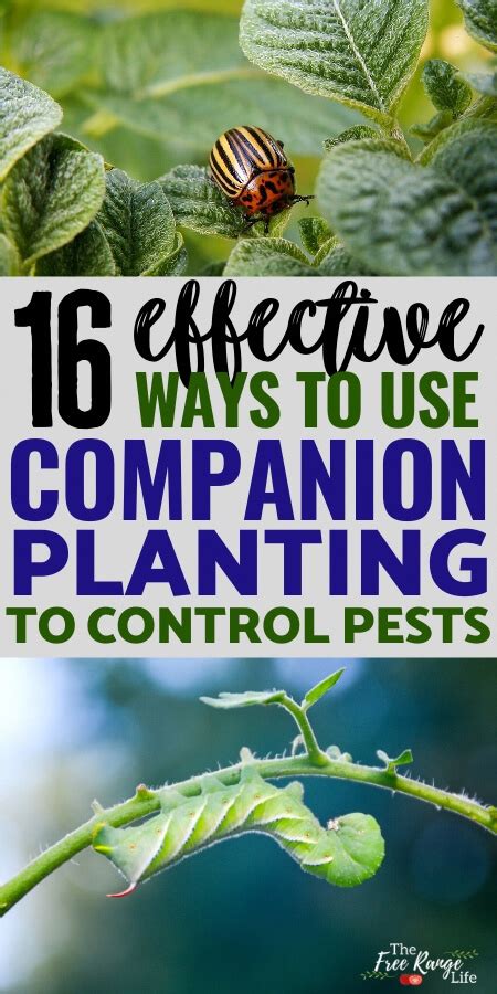 16 ways to use companion planting for pest control naturally – Artofit