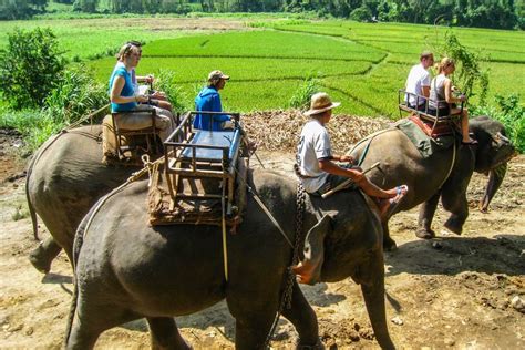 Why You Shouldn't Ride Elephants in Thailand