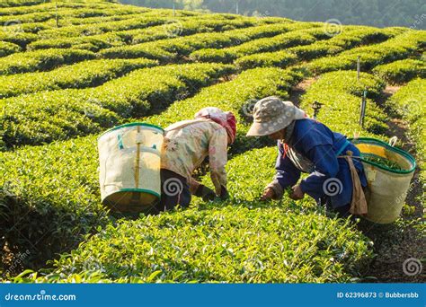 Tea Workers At The Tea Plantation In Sri Lanka Editorial Photo | CartoonDealer.com #9405765