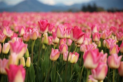 The Skagit Valley Tulip Festival in Mt. Vernon, WA