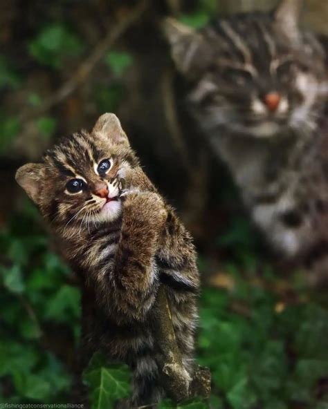 Big Cats WildLife — An amazing photo of a wild Snow Leopard 🐆 after a...