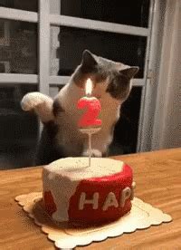 Happy Birthday GIF - Happy Birthday Cake - Discover & Share GIFs | Cat birthday, Happy birthday ...