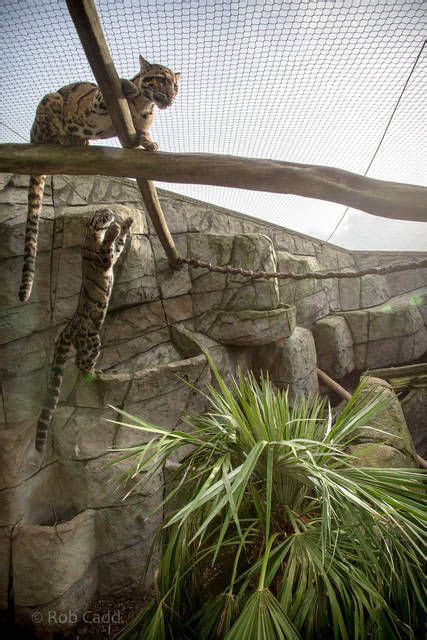 Clouded leopards : RSCC : 17 Oct 2014 | Zoo architecture, Zoo animals ...