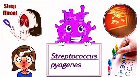 Streptococcus pyogenes Causes, Symptoms, identification, Treatment, and Prevention (English ...