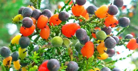 El sorprendente árbol que da cuarenta tipos distintos de frutos