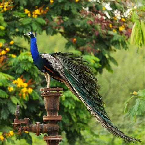 Bird's Paradise: Indian Peacock