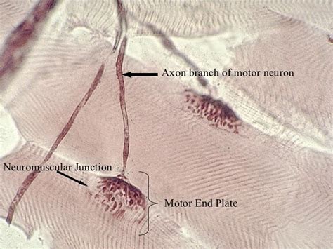 Review motor end plate nmj notes