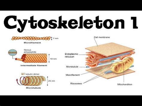 Cytoskeleton structure and function 1 | actin, microtubules and intermediate filaments - YouTube