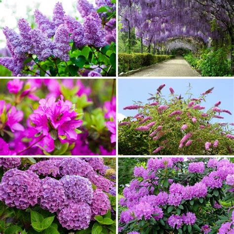 18 Purple Flowering Shrubs That'll Beautify Your Garden • TasteAndCraze