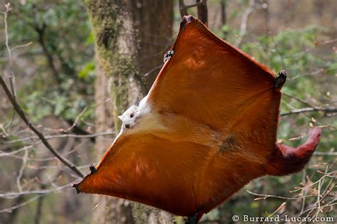 Giant Flying Squirrel | Red and White Giant Flying Squirrel.… | Flickr