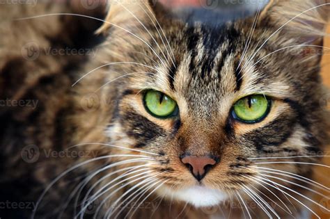 Close up portrait of long haired brown tabby cat with green eyes ...